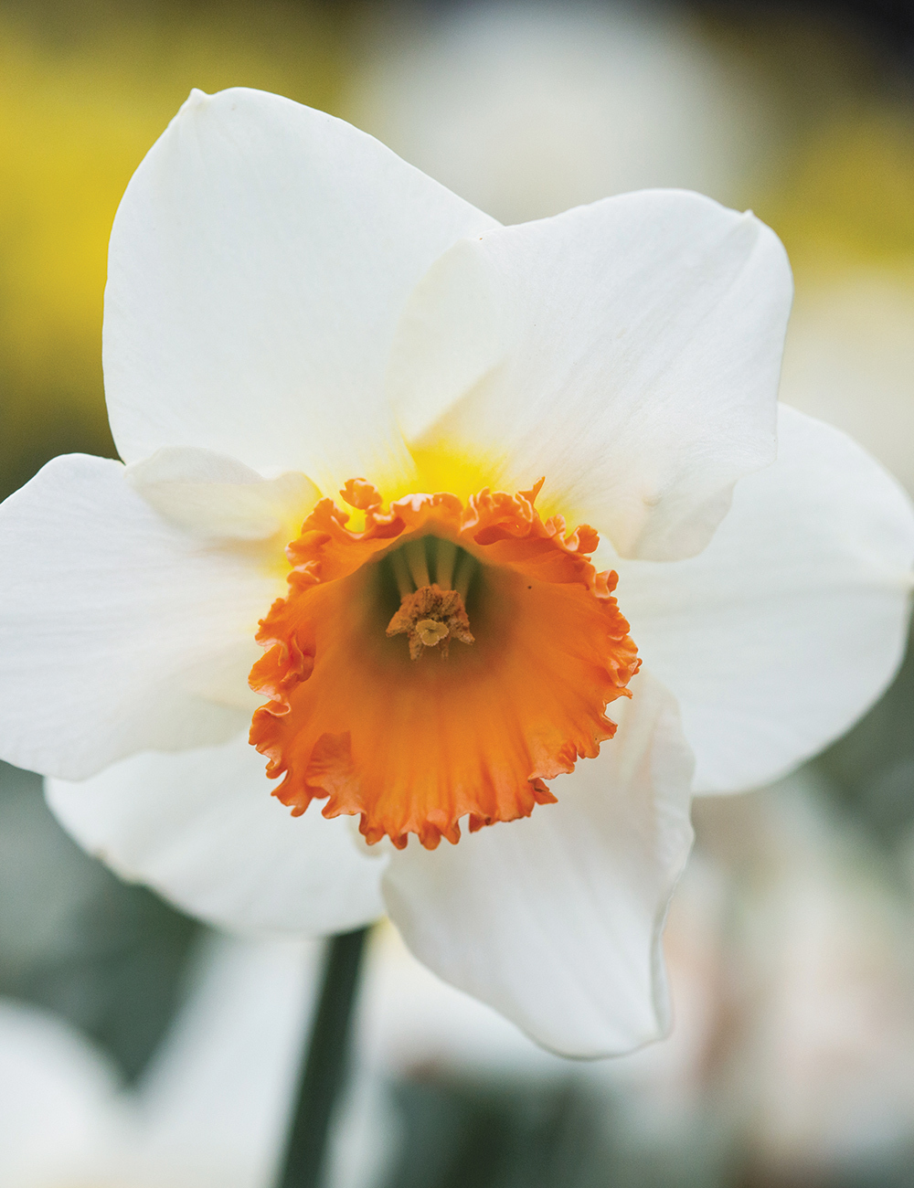 Daffodil 'Red Rocket'