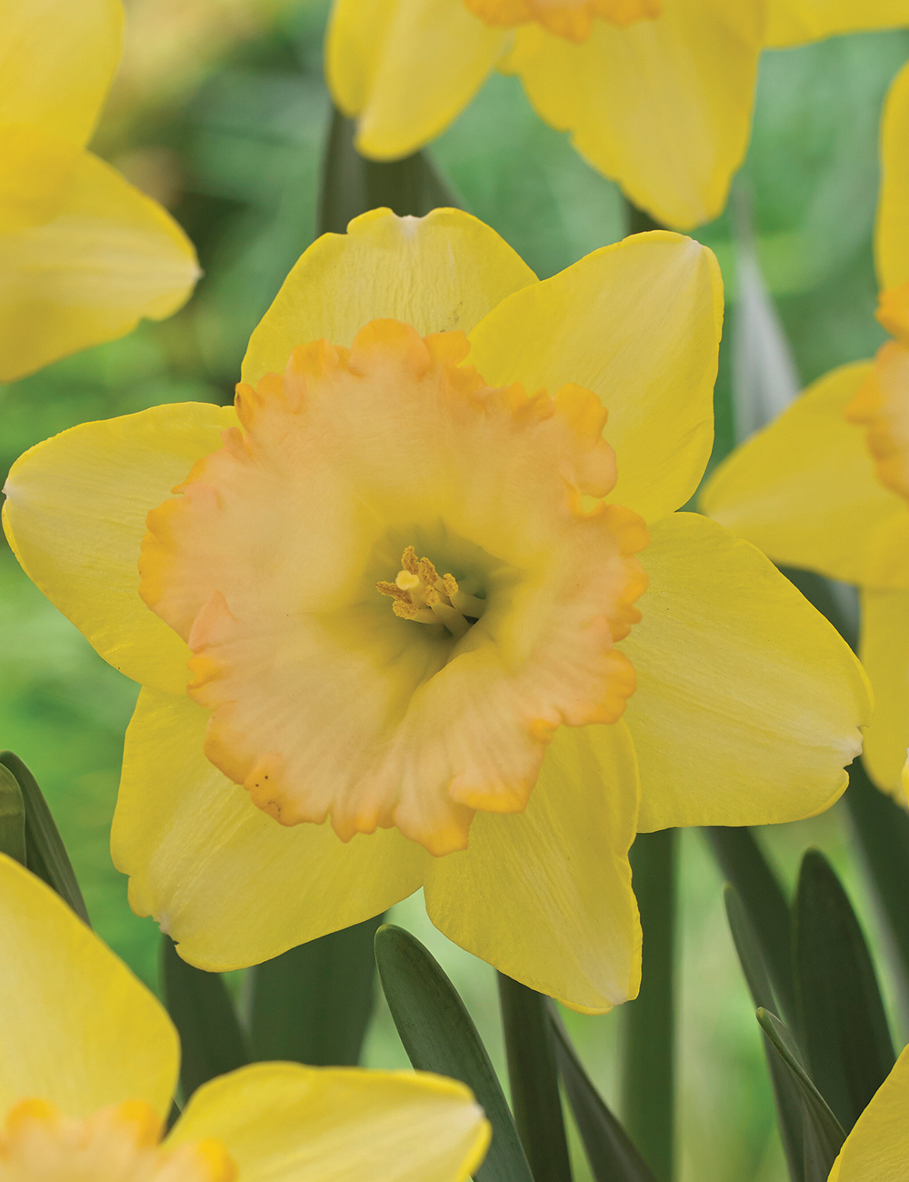 Garden Daffodil 'Romsey'