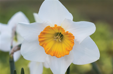 Daffodil September Cloud