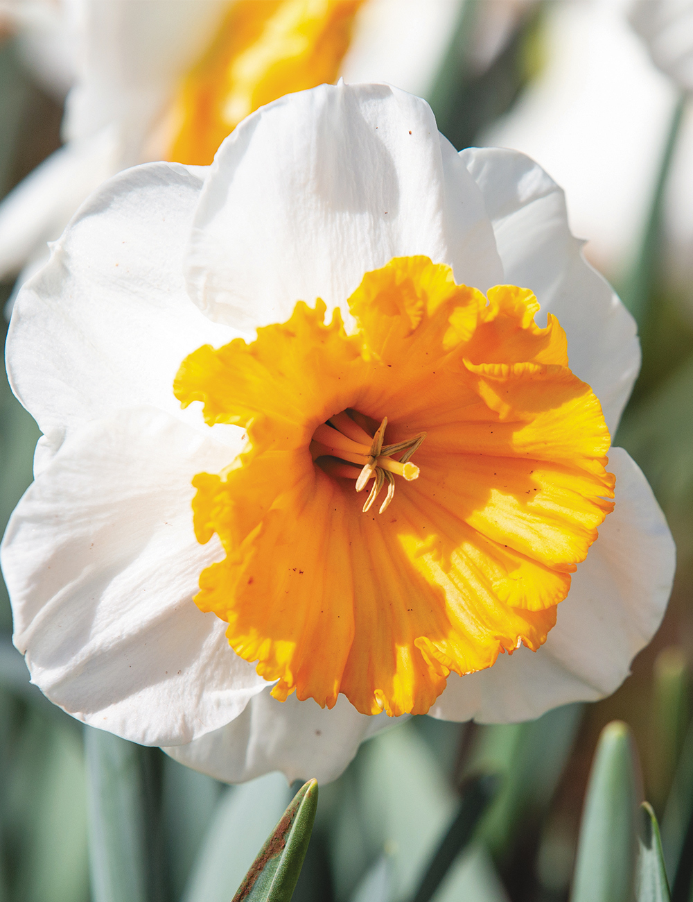 Daffodil Soestdijk