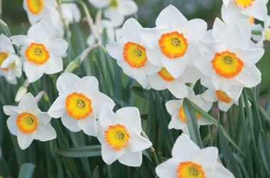 Daffodil Seafire