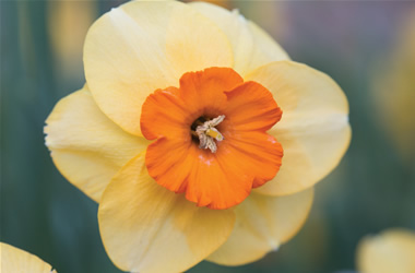 Daffodil Sabine Hay