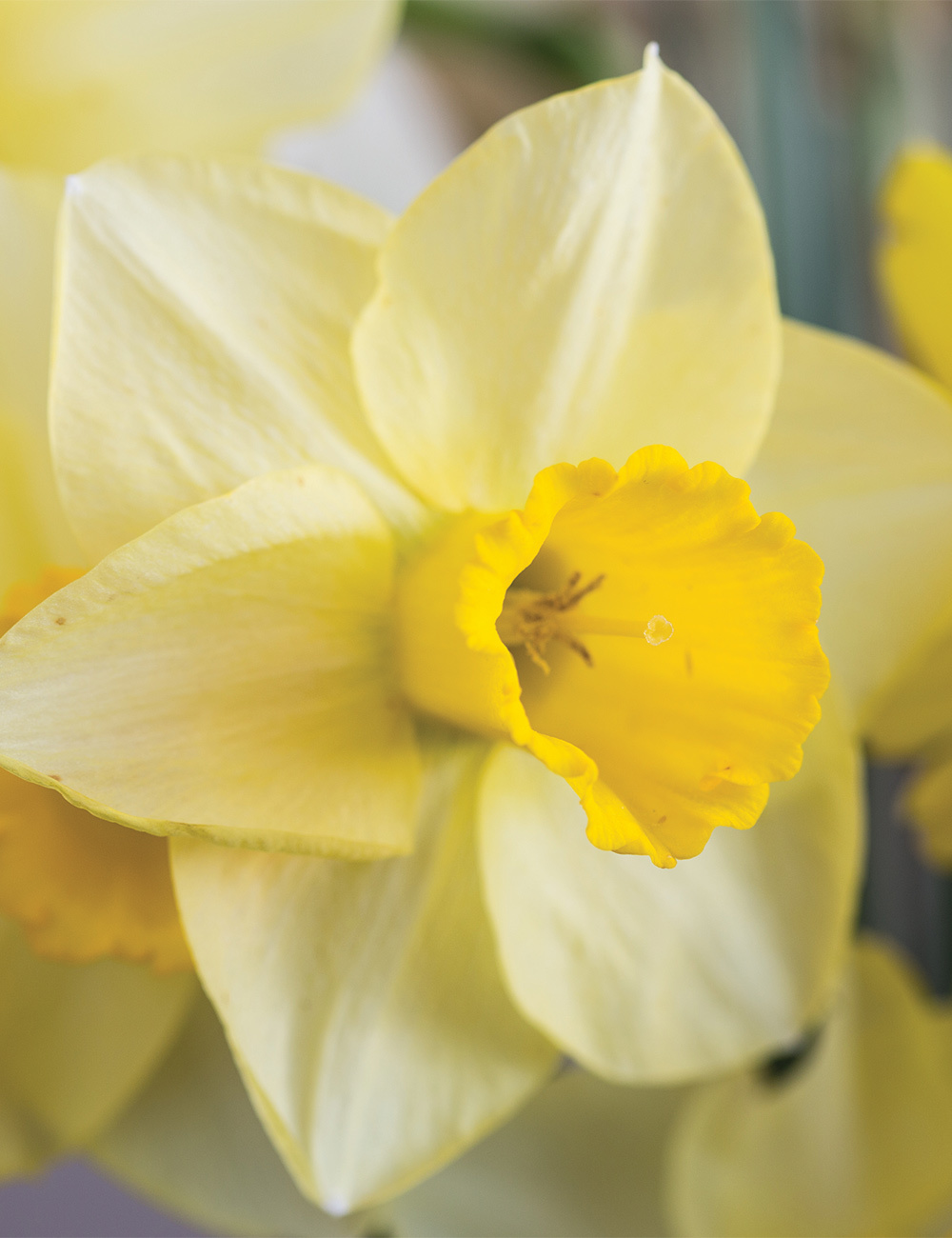 Daffodil 'Signor'