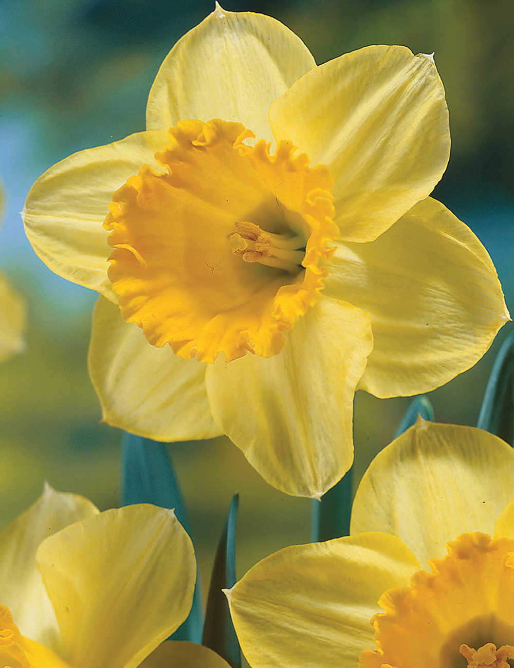 Daffodils Signor