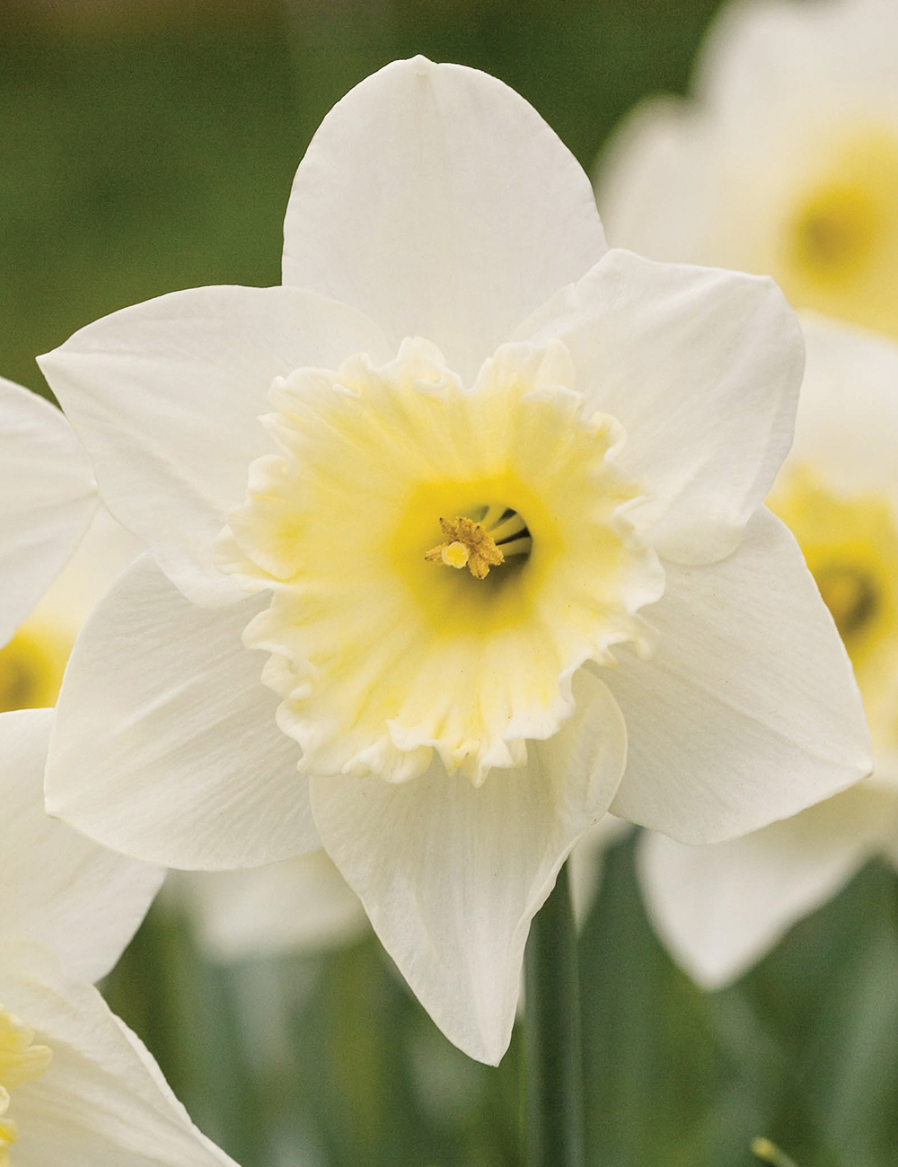 Daffodil 'Silver Standard'