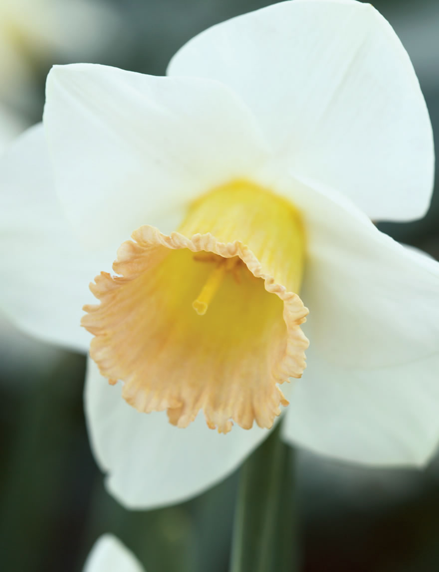 Daffodils of Distinction Tiddlywink