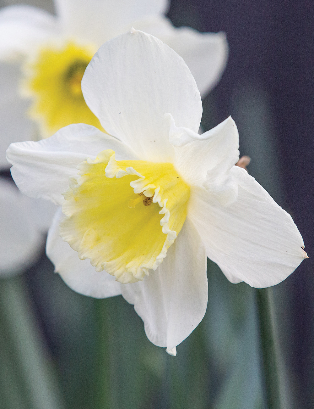 Daffodil 'Victorious'