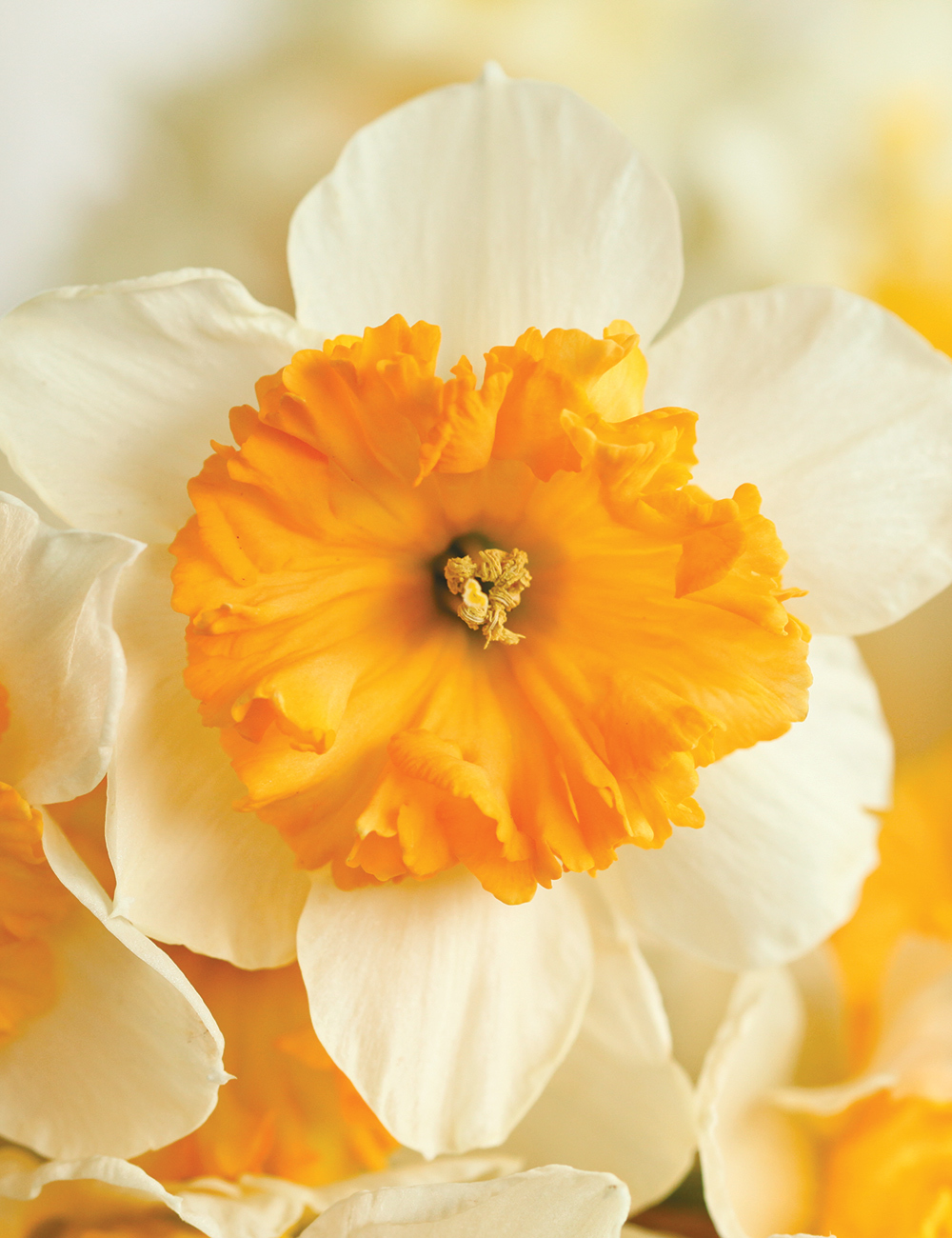 Daffodil 'Virginia Sunrise'