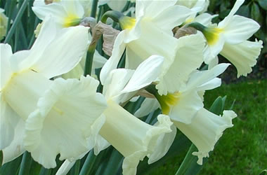 Daffodil White Dream