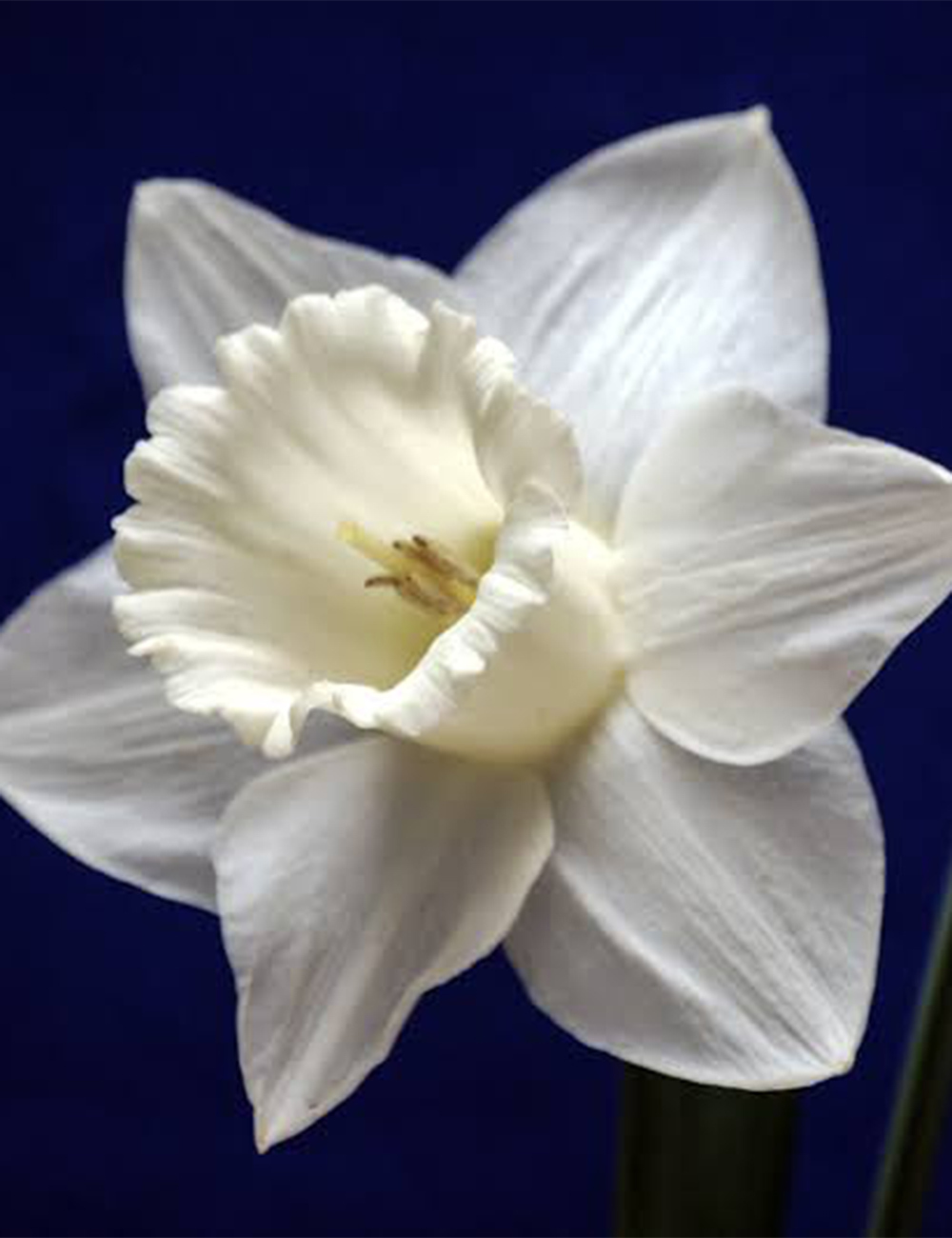 Daffodil White Ideal