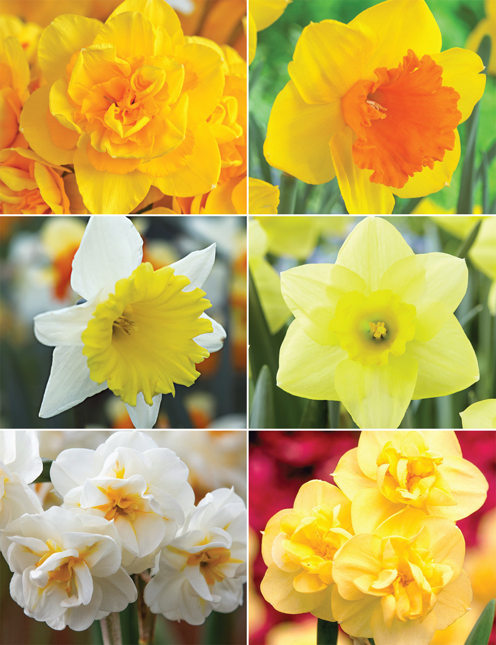 Daffodil Delights Collection No2 (reduced)