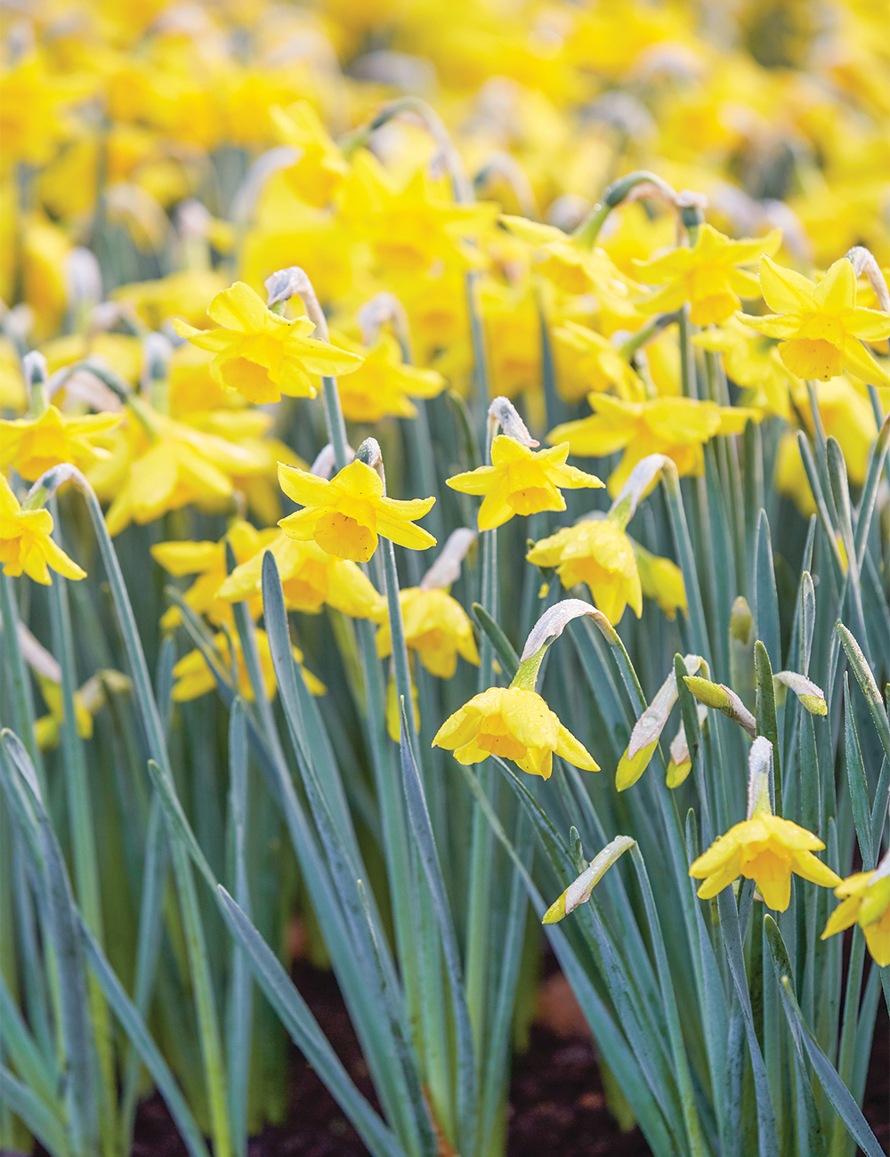 Daffodil 'Yellow Carpet'