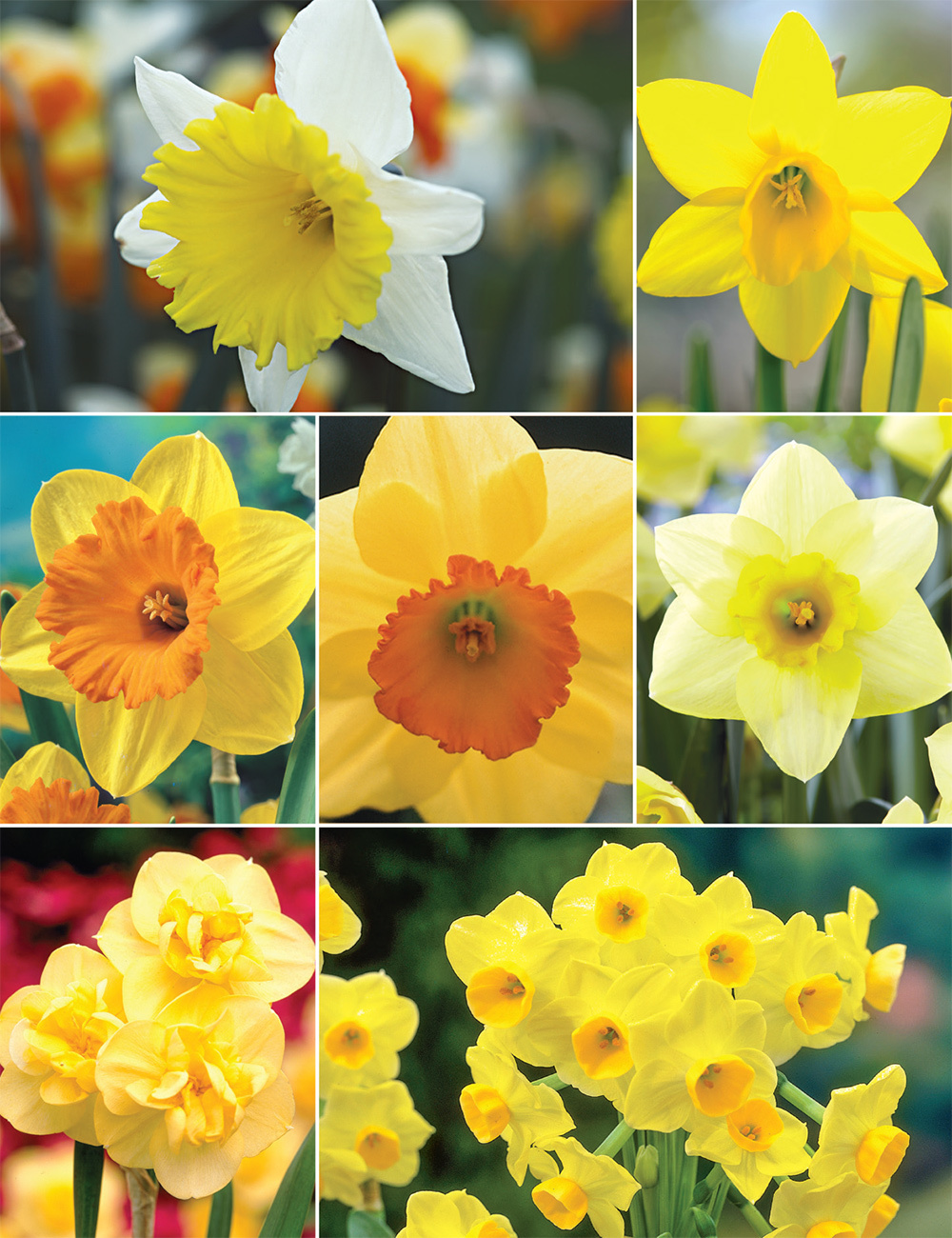 Daffodil Delights Collection No1