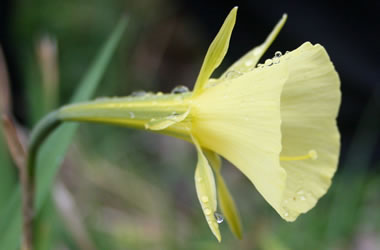 Hoop Petticoat Daffodil Citrinus