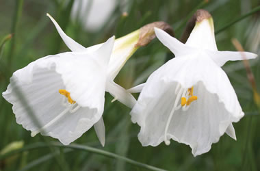 Hoop Petticoat Daffodil 'Flyno'