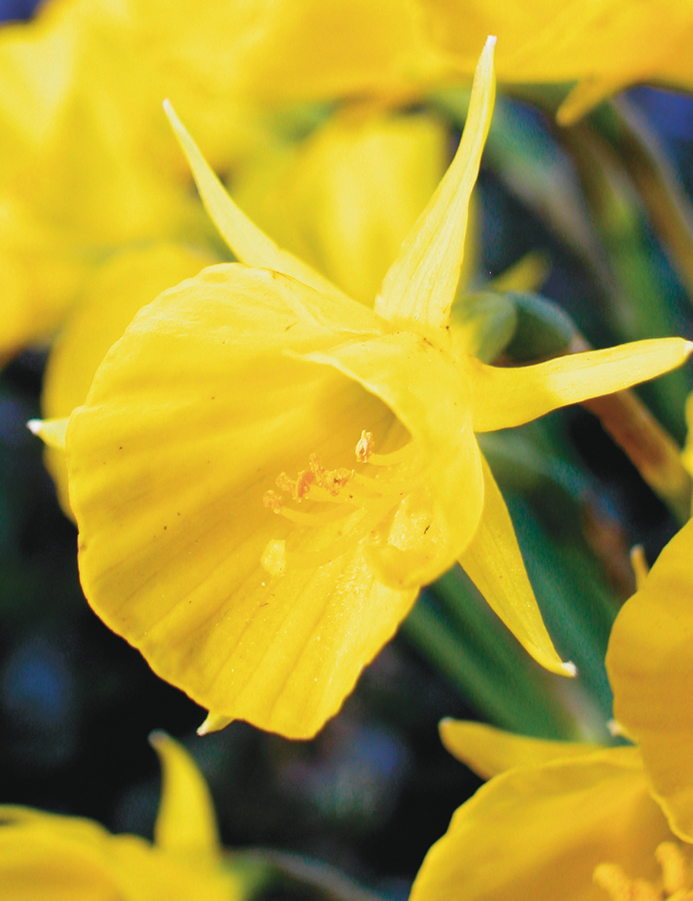 BULK BUY Hoop Petticoat Daffodil 'Golden Dragon'