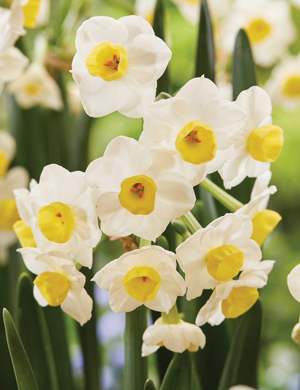 Scented Daffodil 'Avalanche'