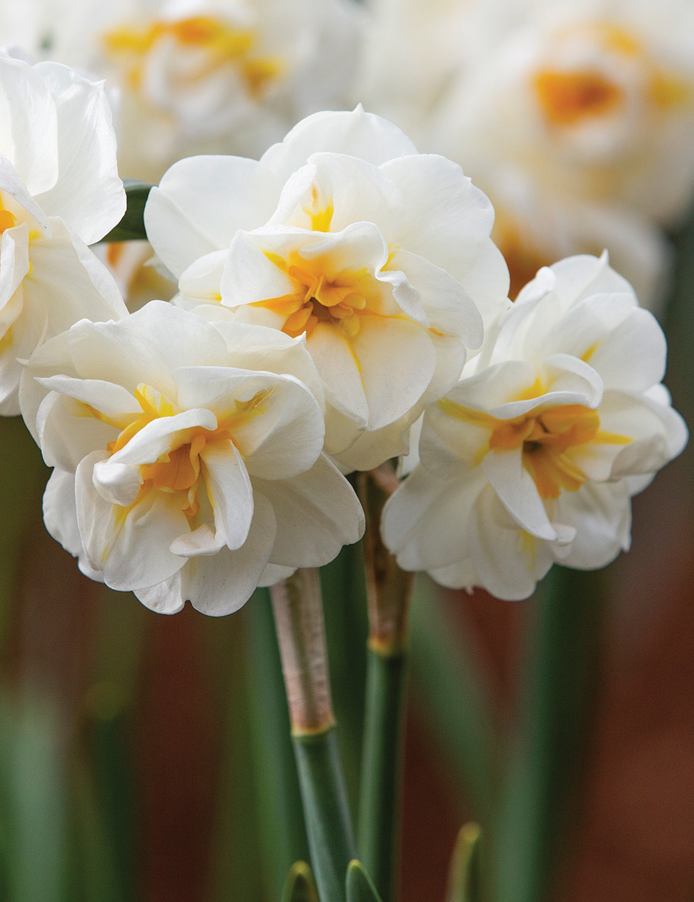 Scented Daffodil Bridal Crown