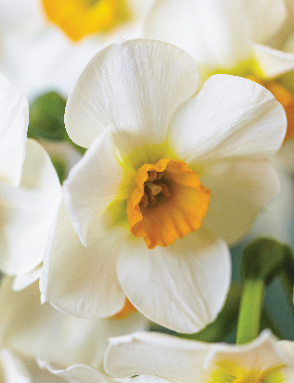 Scented Daffodil 'Beautiful Eyes'