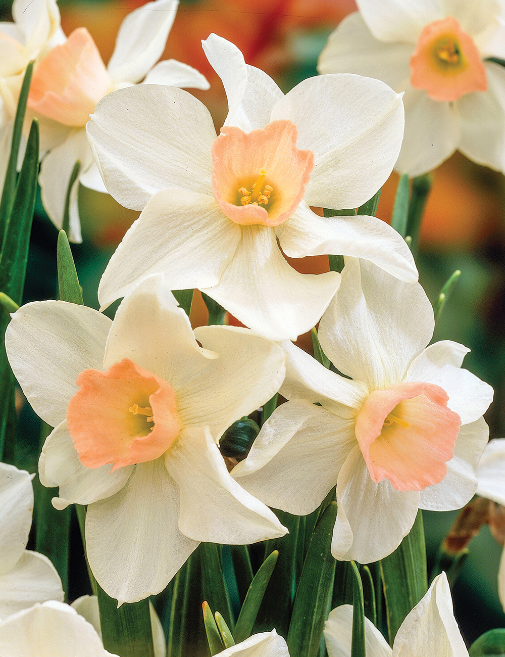 Scented Daffodil 'Bell Song'