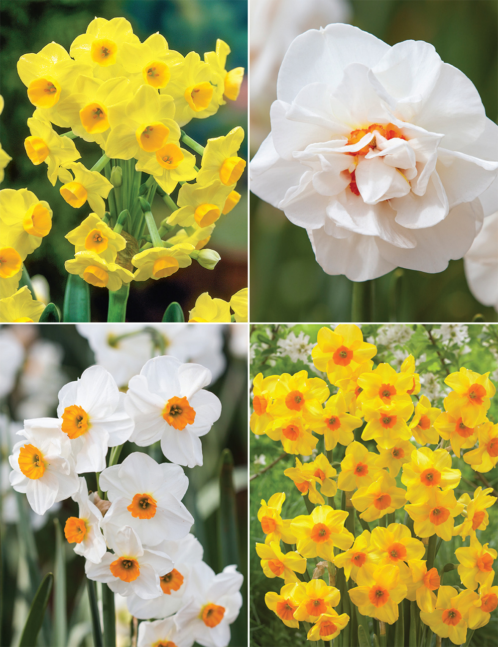 Scented Daffodil Collection No1