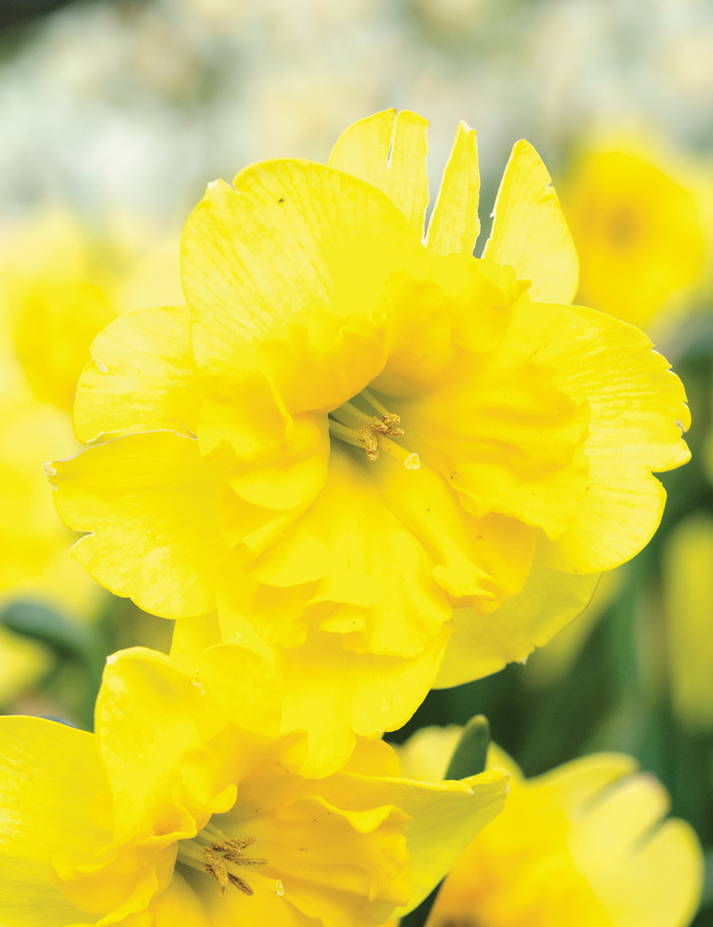 Scented Daffodil 'Curly Lace'