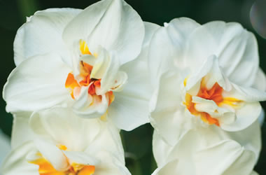 Daffodil Cheerfulness