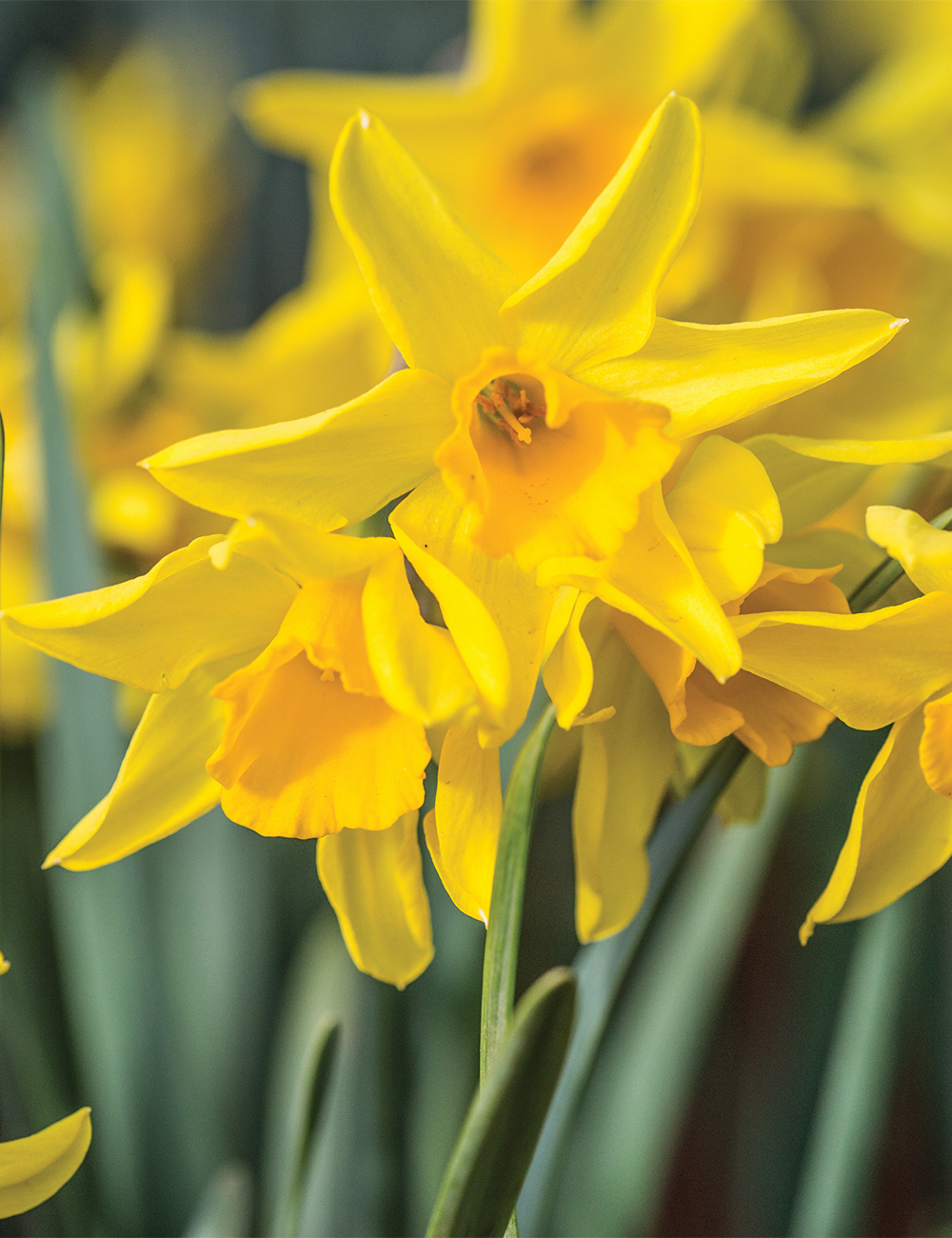 Scented Daffodil 'Cloth of Gold'