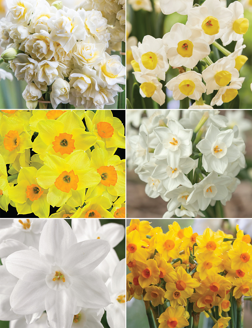 Scented Daffodils Collection No1