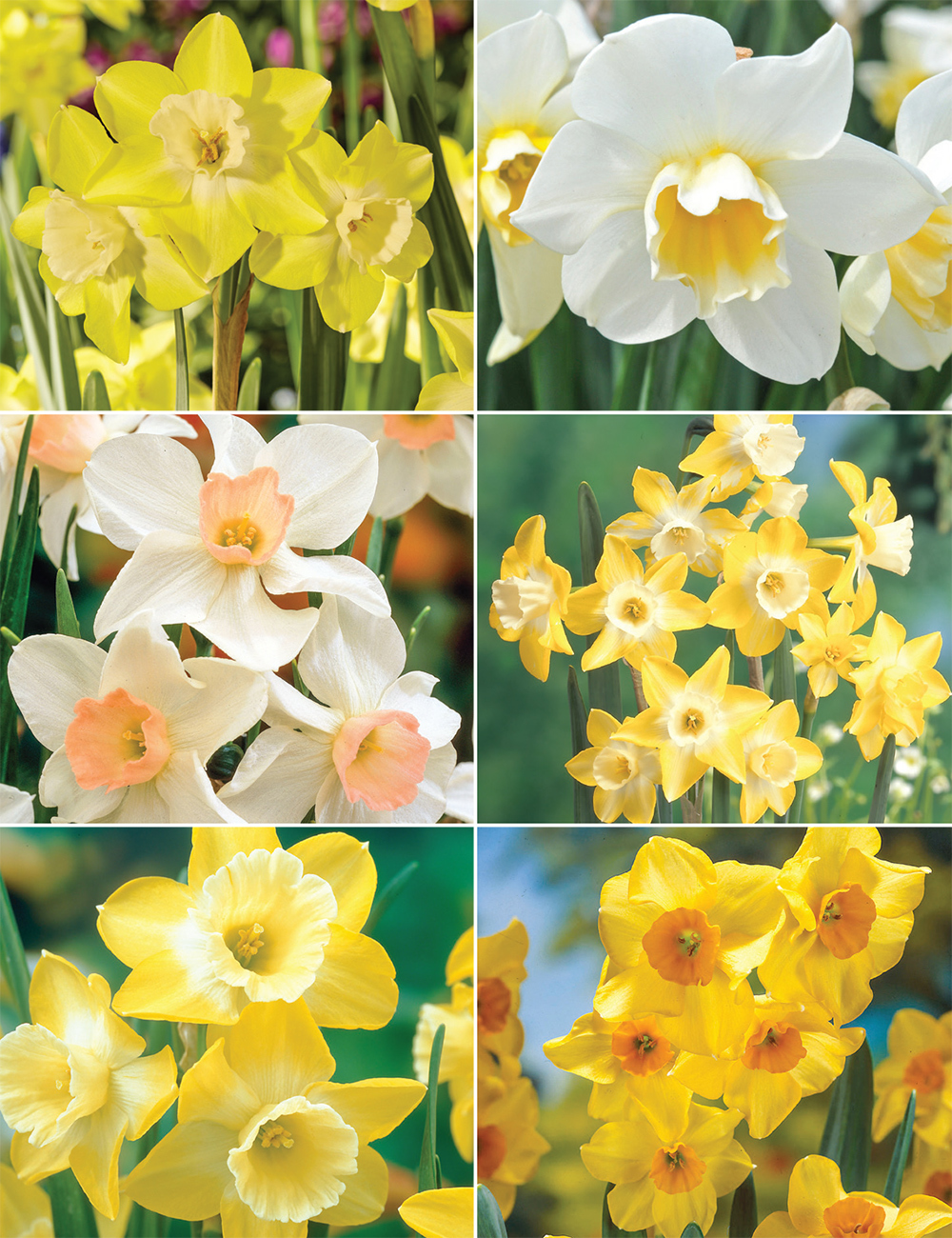 Our Top Six Scented Daffodils Collection