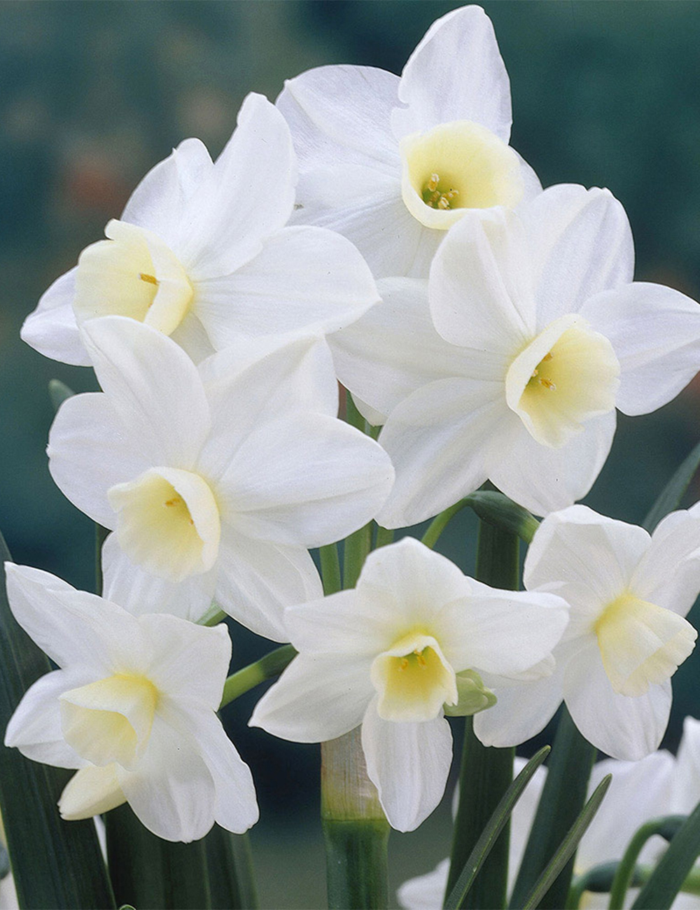 Daffodil 'Silver Chimes' Improved