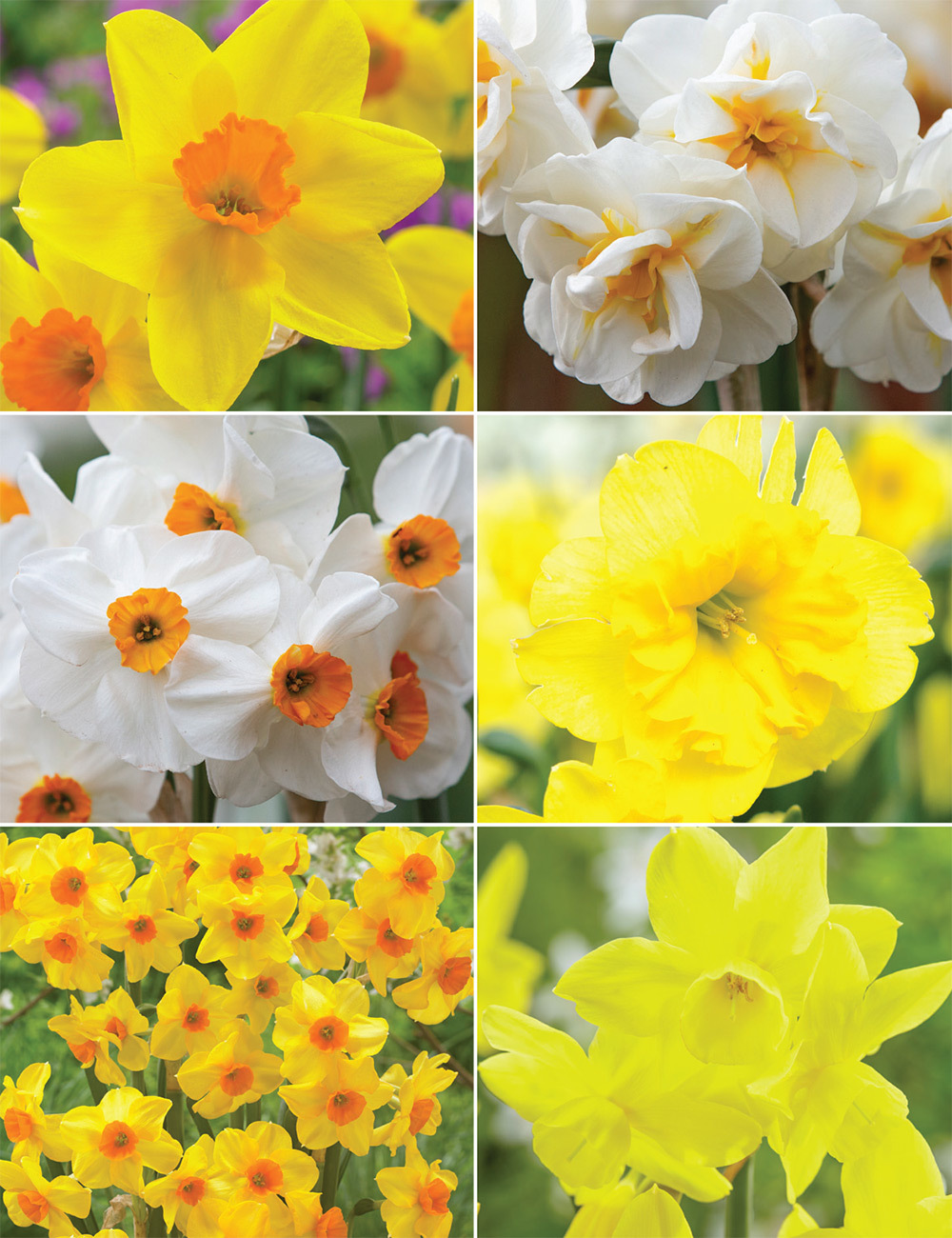 Scented Happy Daffodils (reduced) Collection