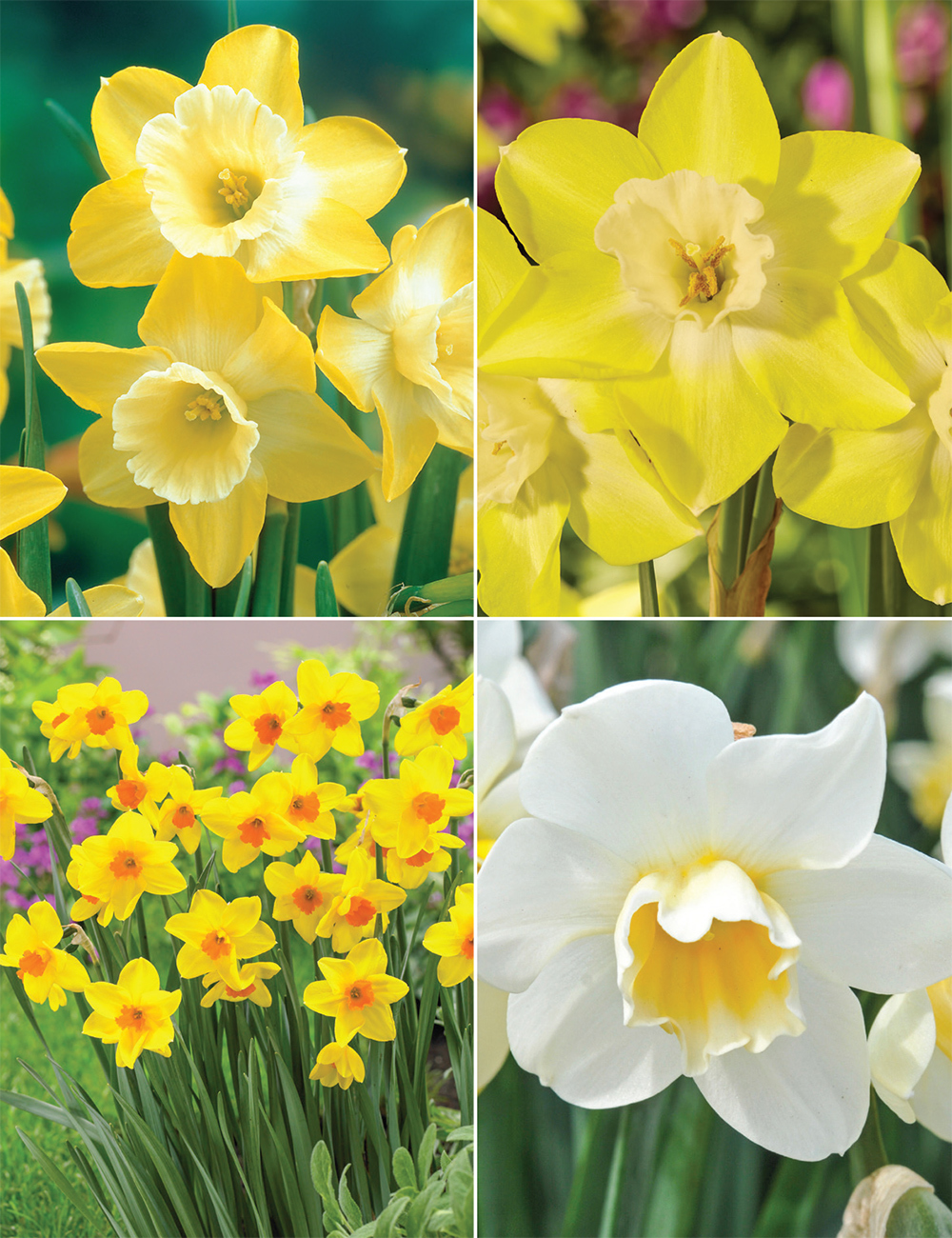 Scented Daffodil Collection No2