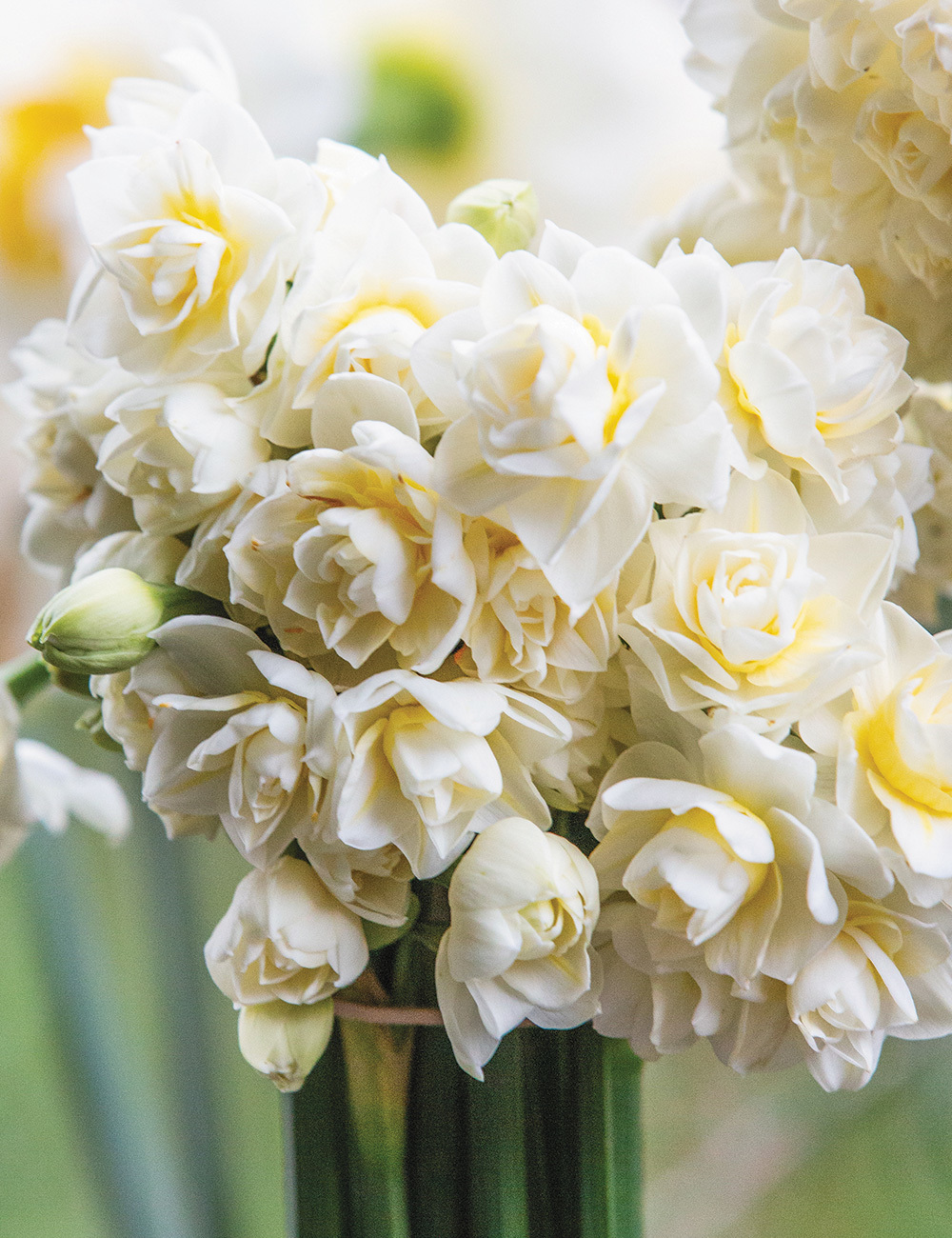 Scented Daffodil 'Erlicheer'