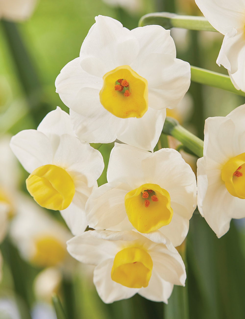 Scented Daffodil 'Grand Monarch'