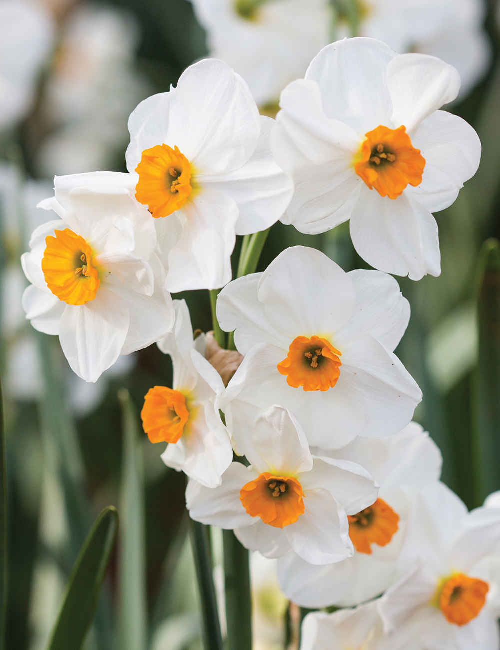 Scented Daffodil 'Geranium'