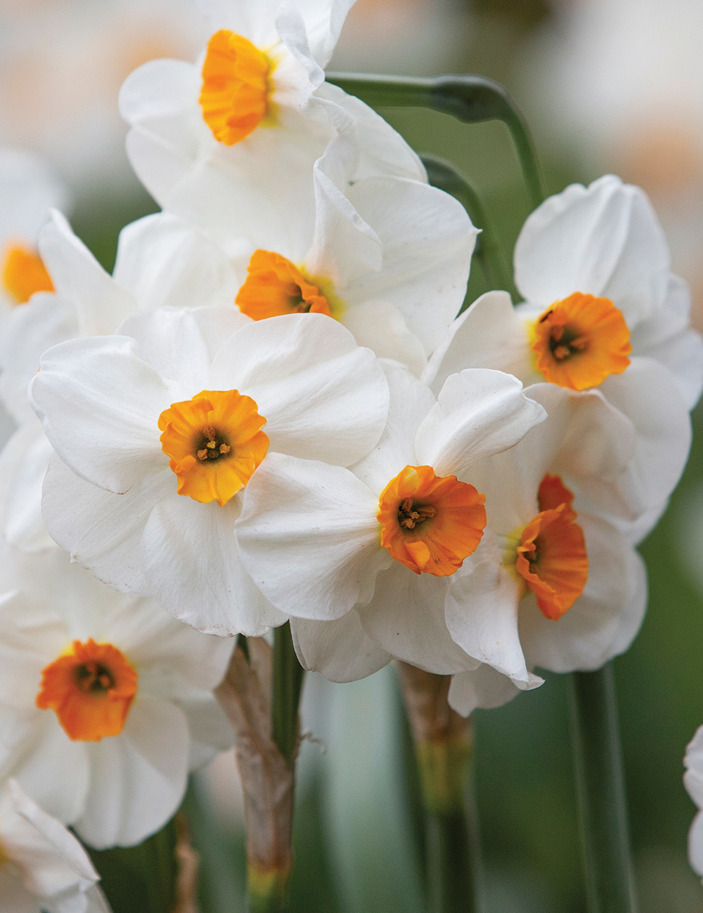 BULK BUY Scented Daffodil 'Geranium'