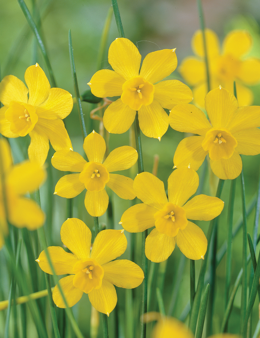 Daffodil Henriquesii