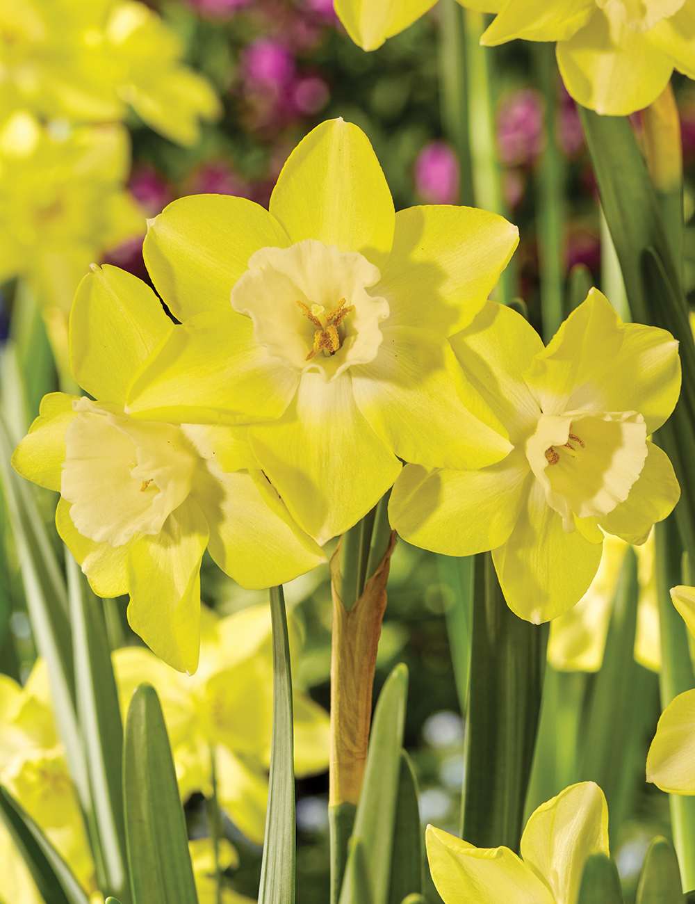 Scented Daffodil 'Hillstar'