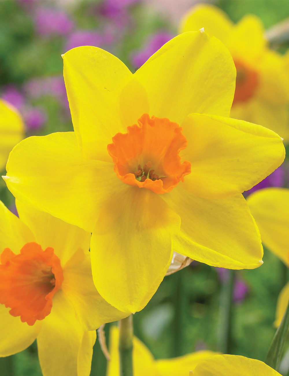 Scented Daffodil 'Kinglet'
