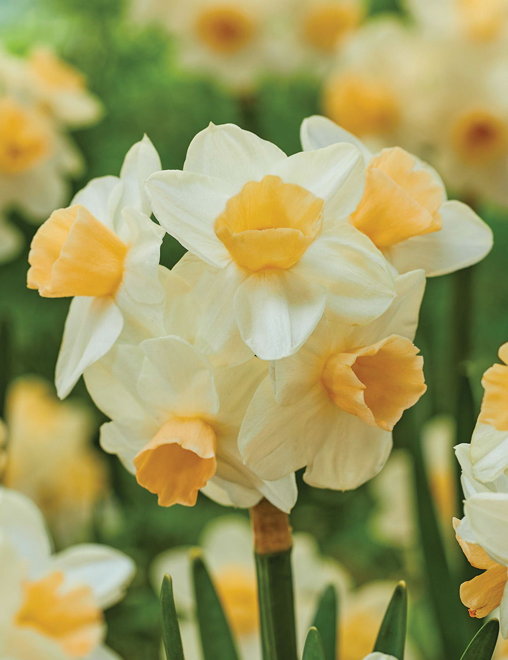 Scented Daffodil 'Kapiti Peach'