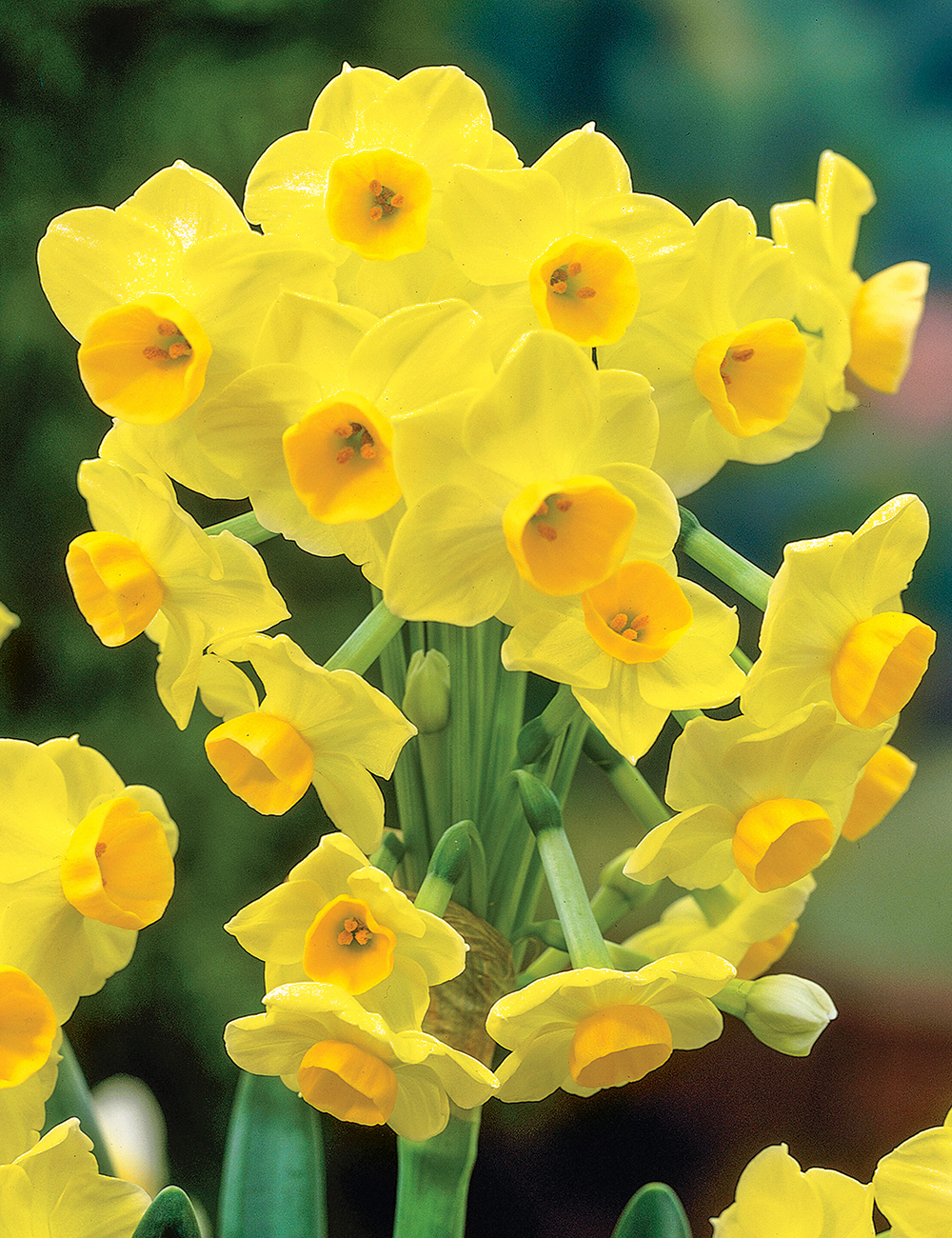 Scented Daffodil 'Lemon Avalanche'