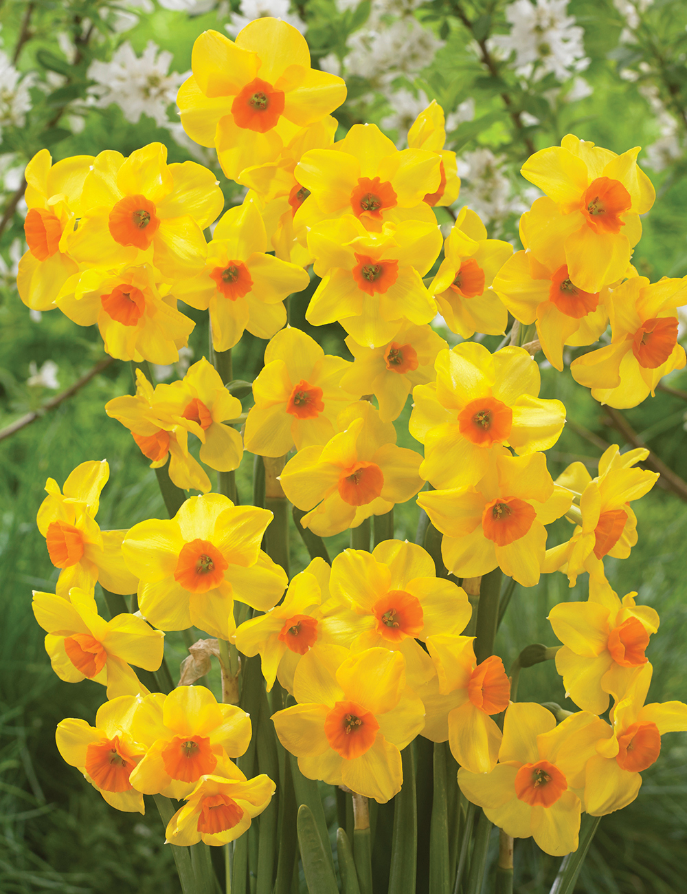 Scented Daffodil 'Martinette'