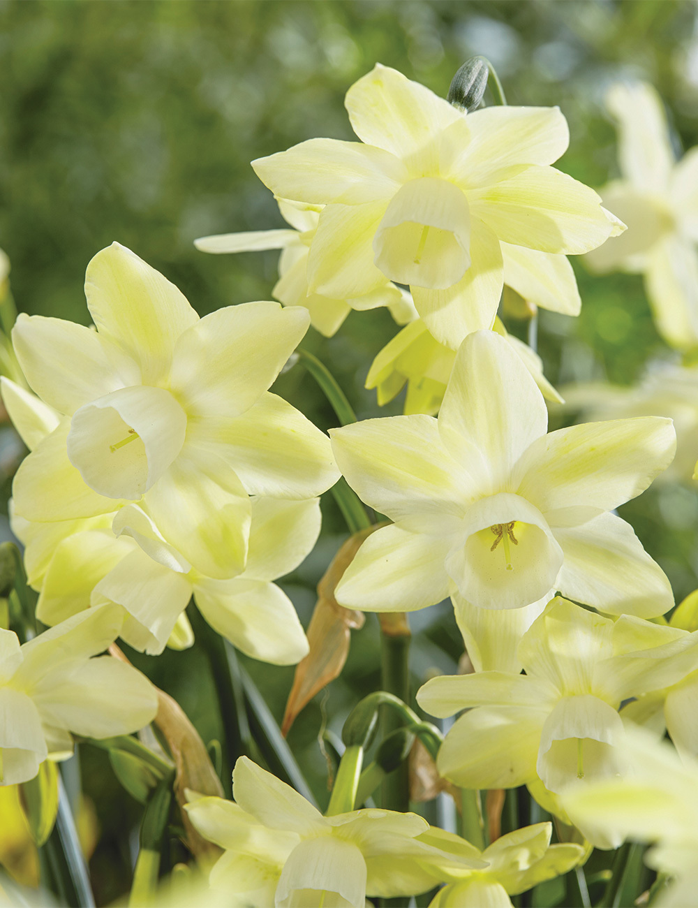 Scented Daffodil 'Moonlight Sensation'