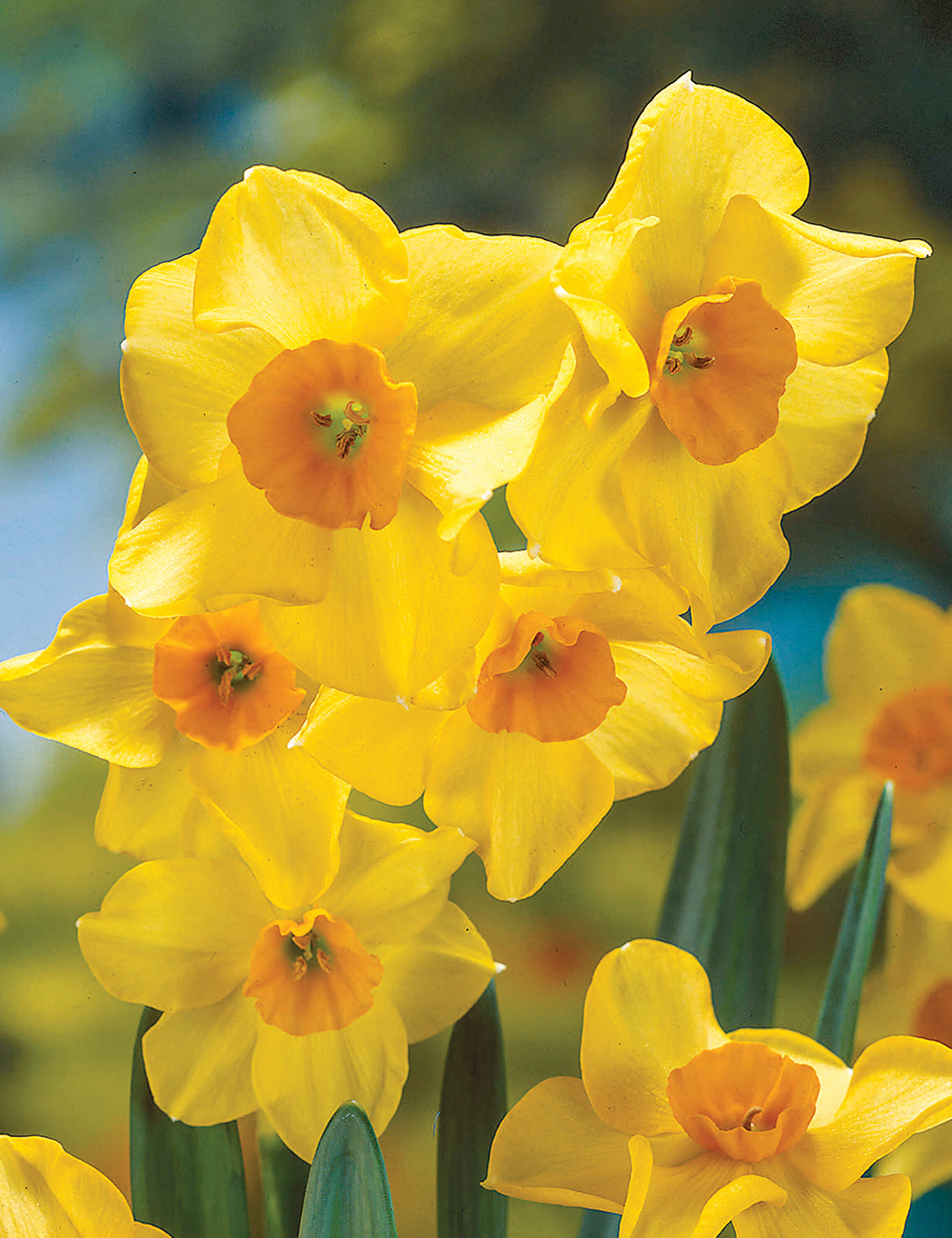 Scented Daffodil 'Martinette'