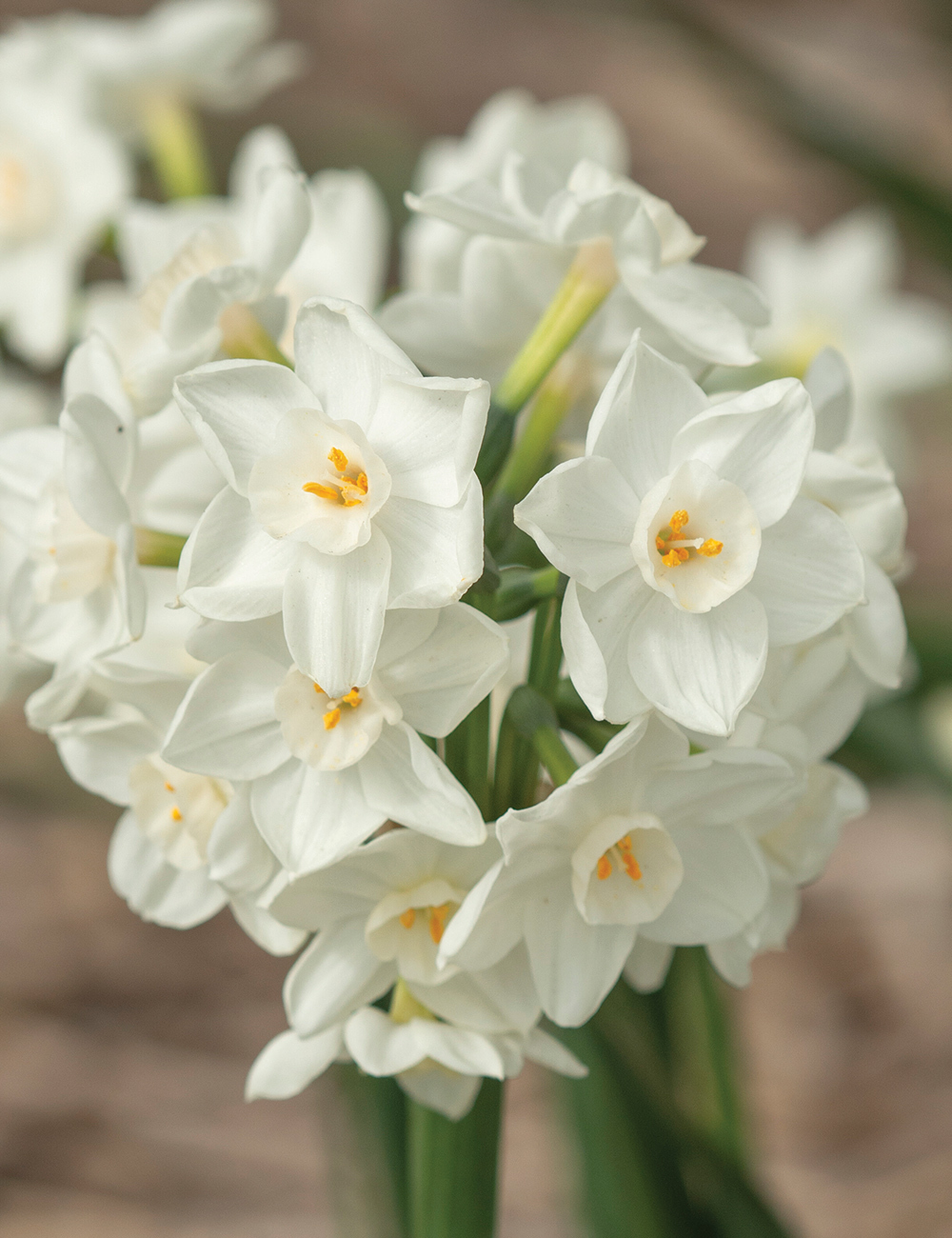 Scented Daffodil 'Polly's Pearl'