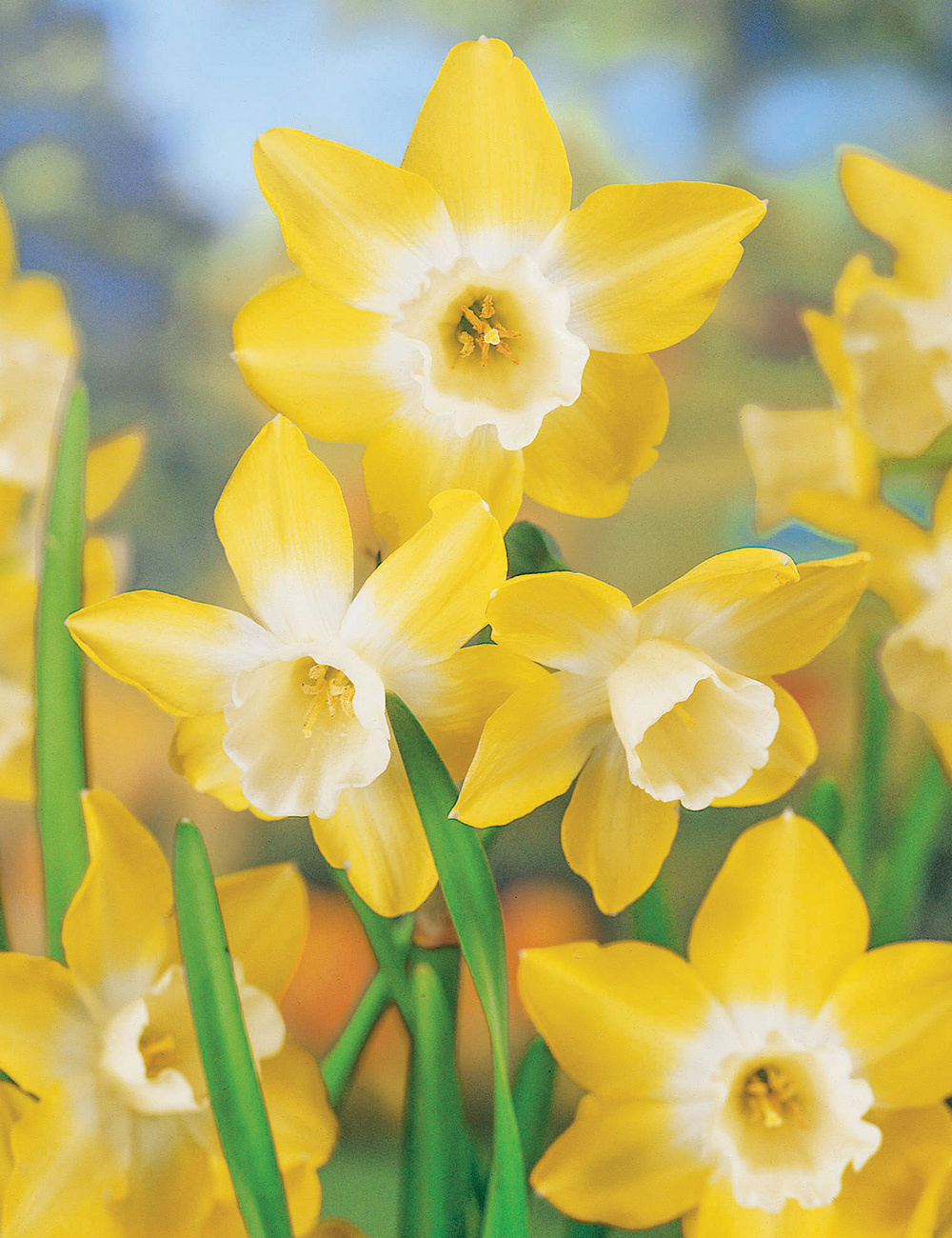 Miniature Daffodil 'Pipit'