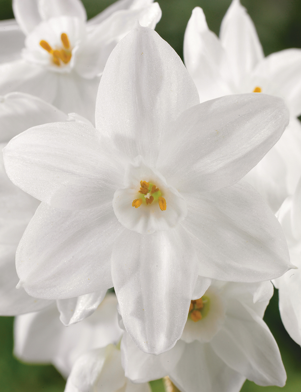 Scented Daffodil Paperwhite 'Ziva'