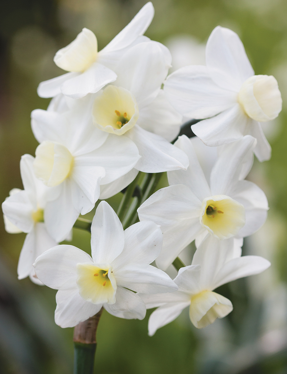 Scented Daffodils Silver Chimes