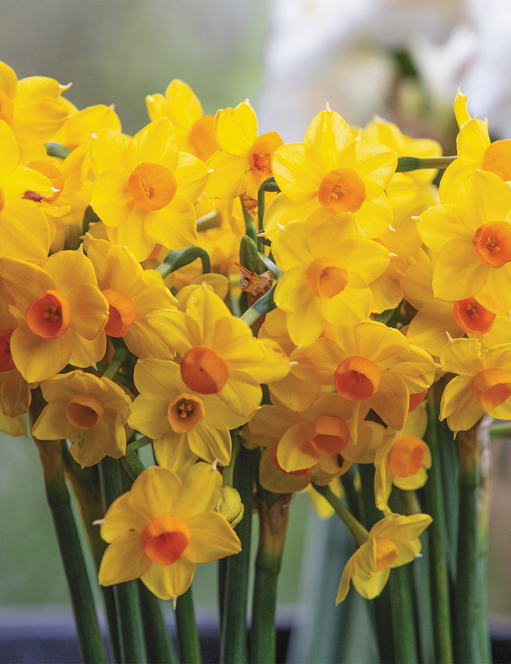 Scented Daffodil 'Soleil D'Or'